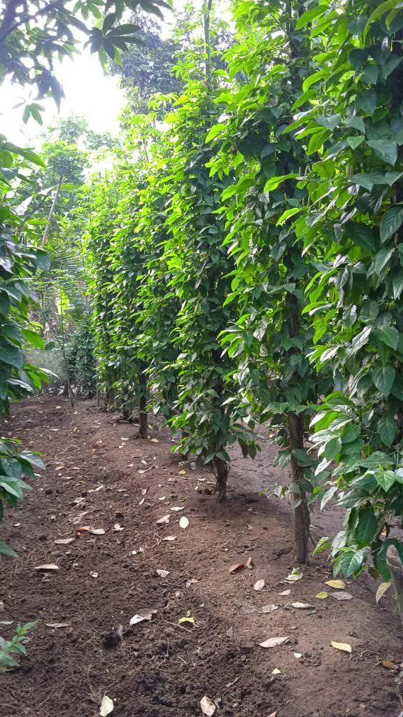 Erka Agro Sourcing / Product Image